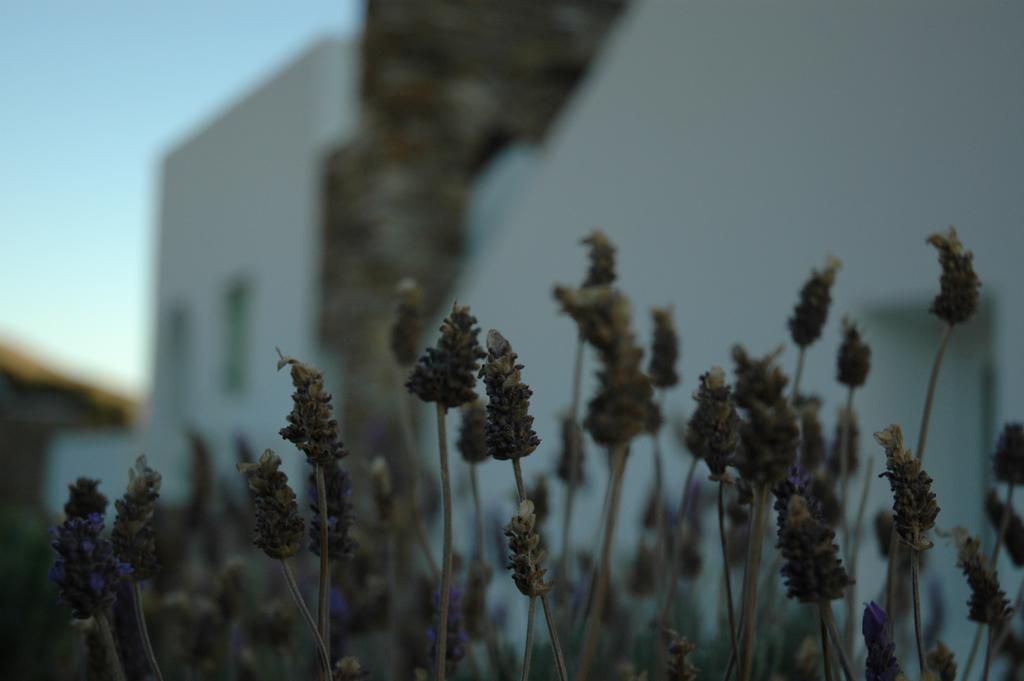 St George Antiparos Apartments And Studios Agios Georgios  외부 사진